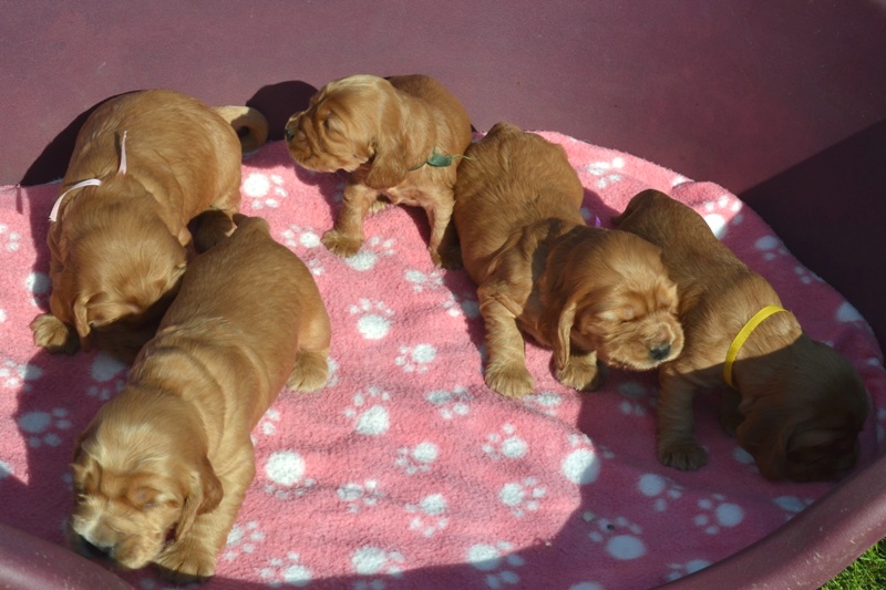 28-Idol, Icon, Ina, Ira, Iris.JPG